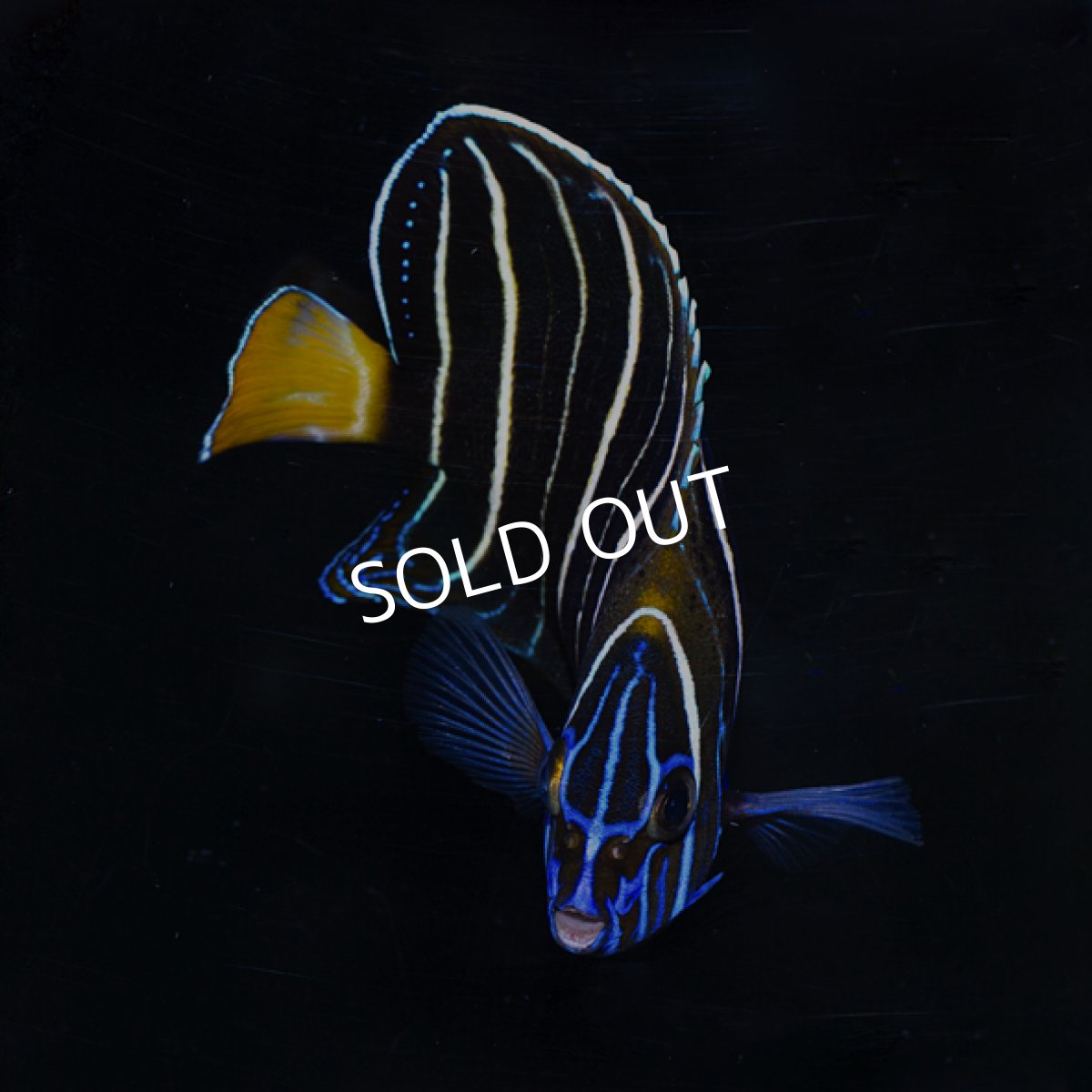 画像2: イヤースポットエンゼル (2)