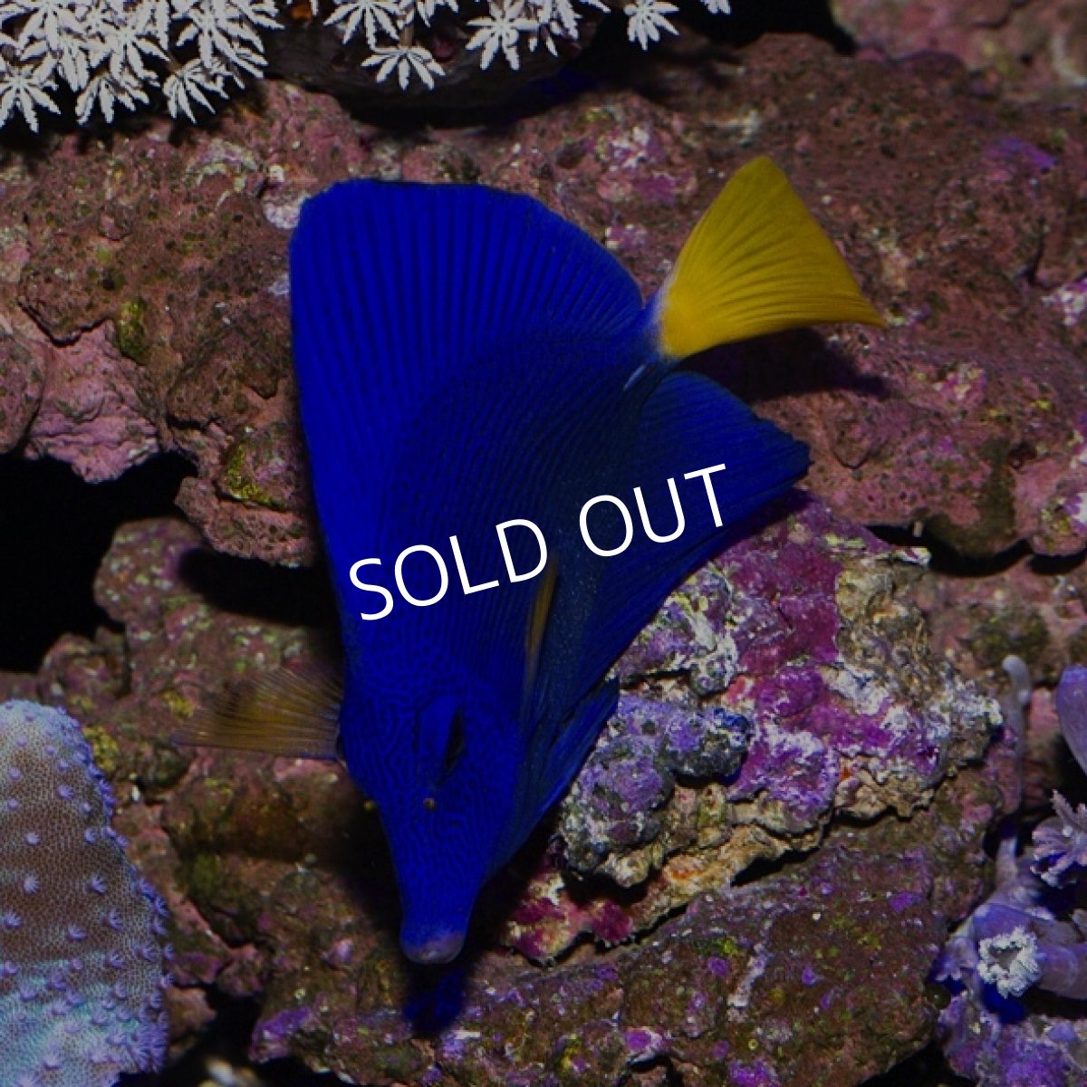 画像4: パープルタン M (4)