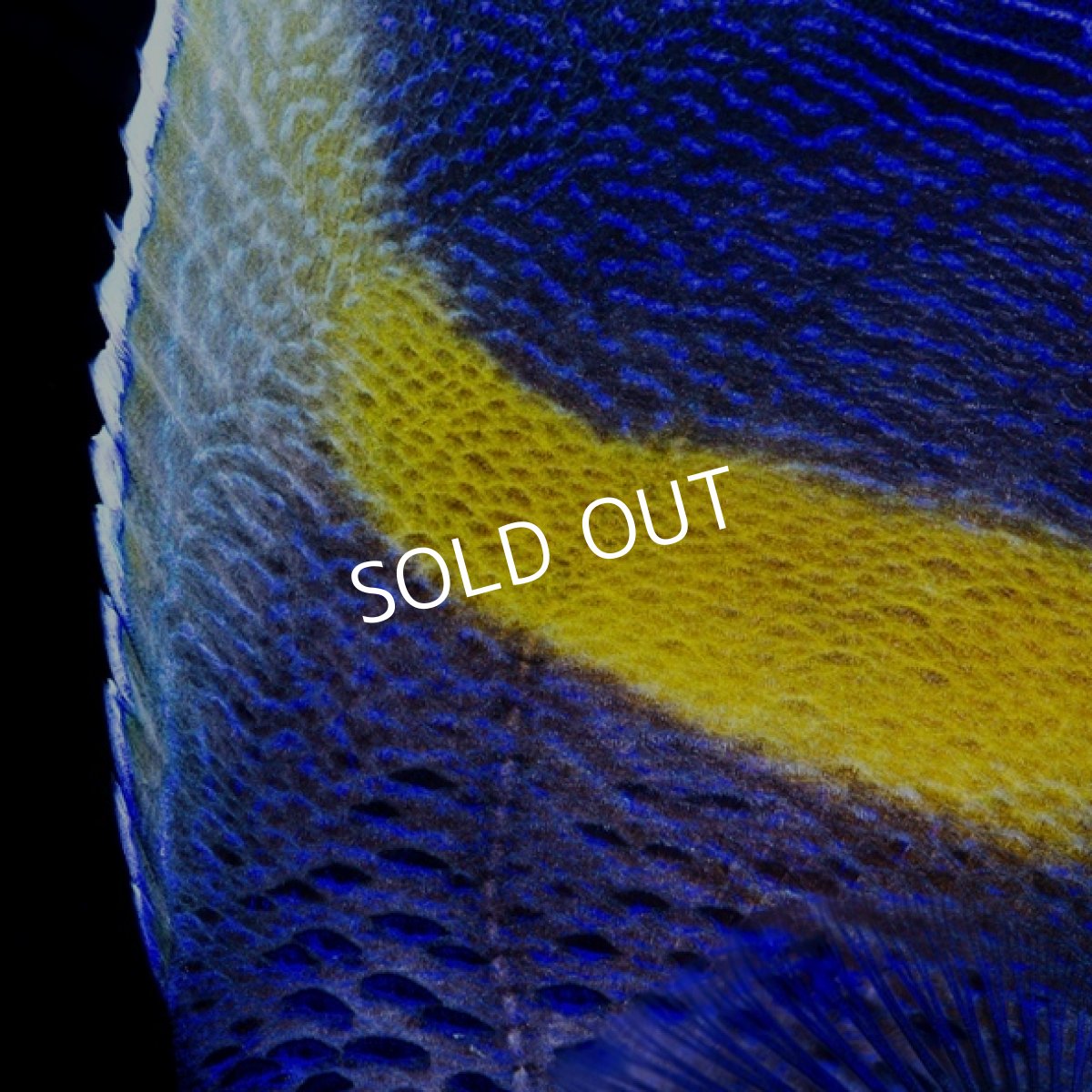 画像2: ハーフムーンエンゼル(マクロス)ML (2)