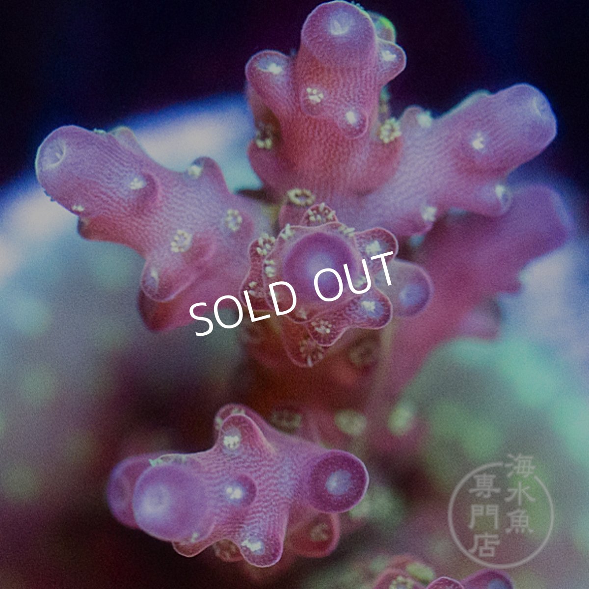 画像2: CE Acro Cherry Blossom No.1 (2)