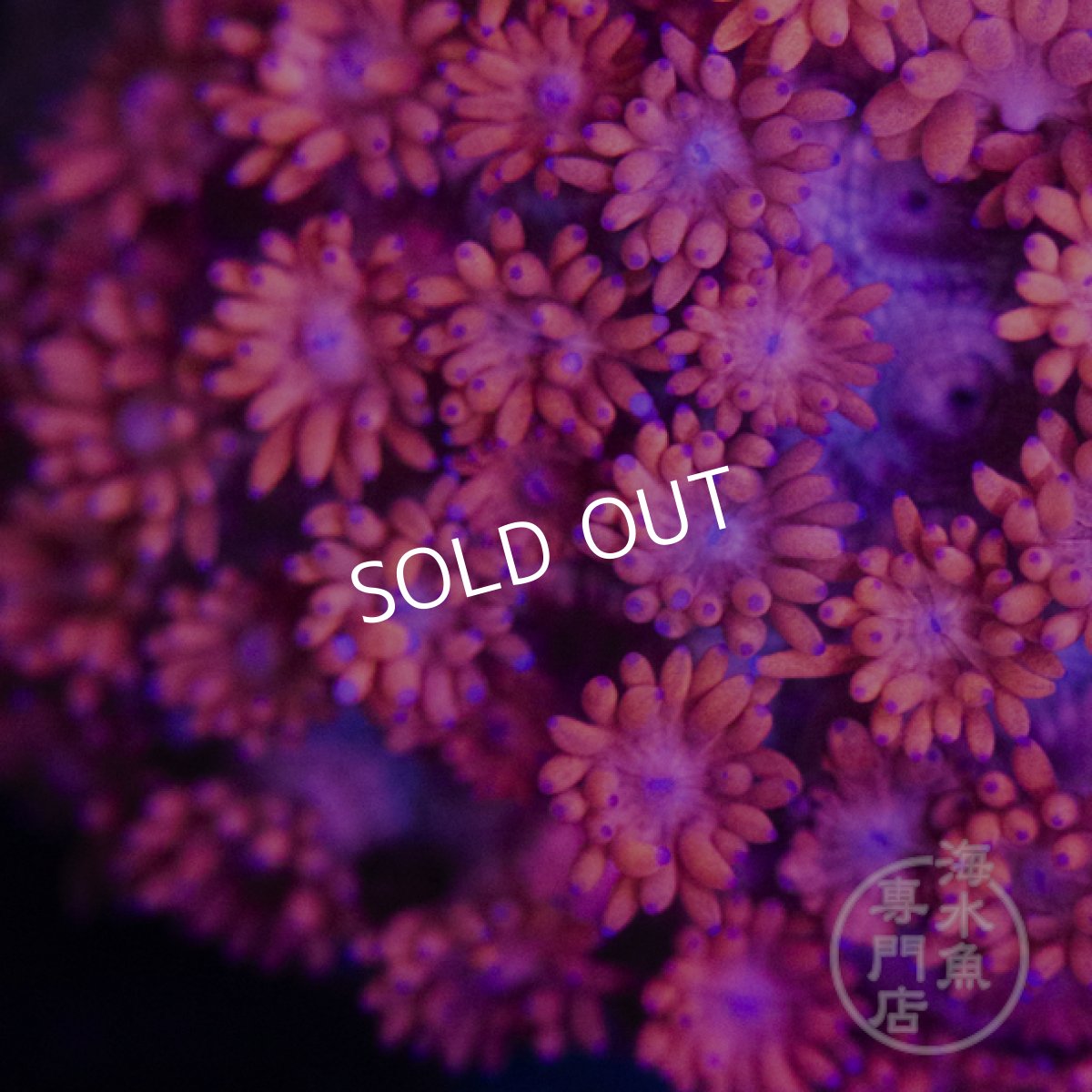 画像2: 【SALE】ハナガササンゴ Goni Red/Pink Mサイズ (2)