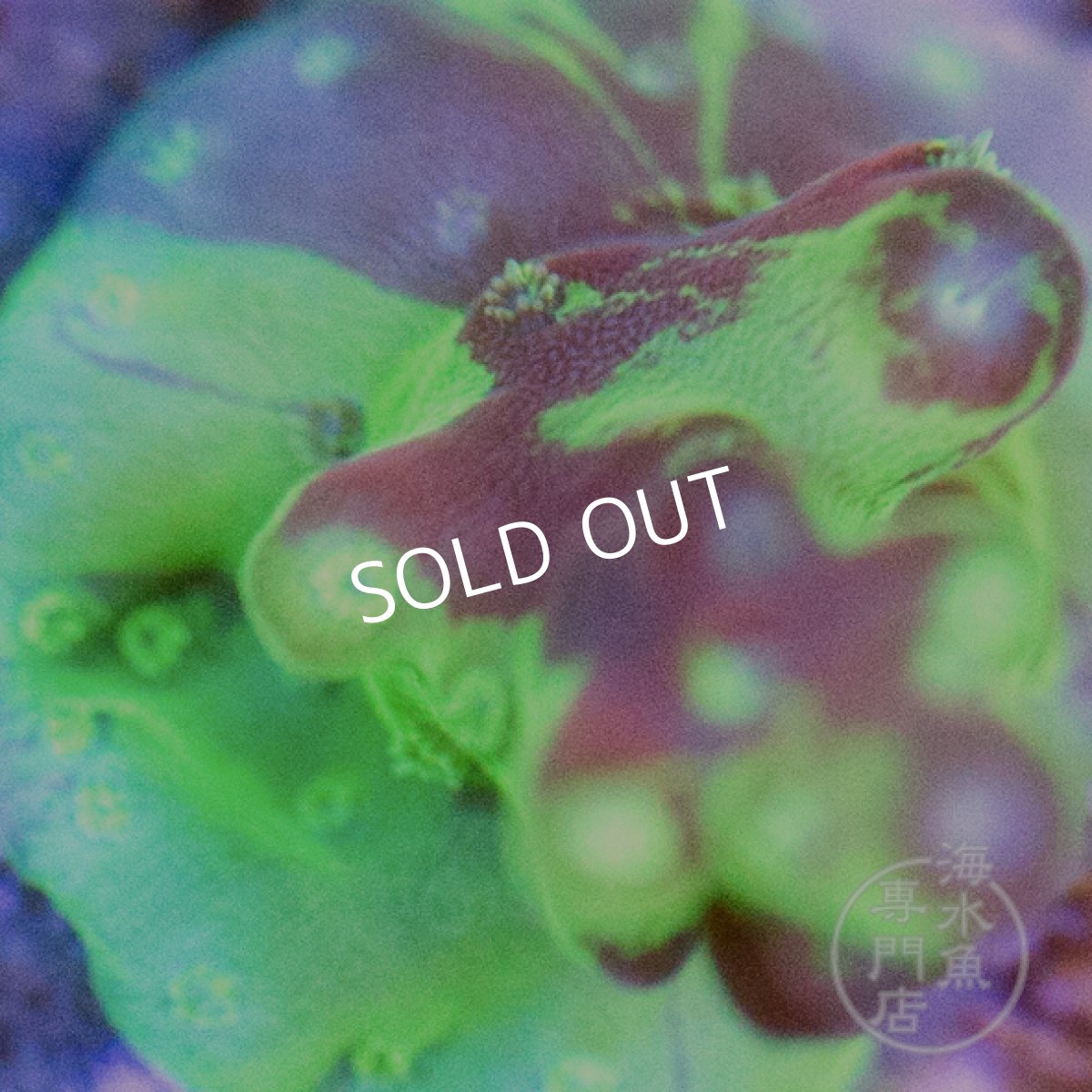 画像2: 【SALE】CE Acro Grafted Cherry Blossom No.2 (2)