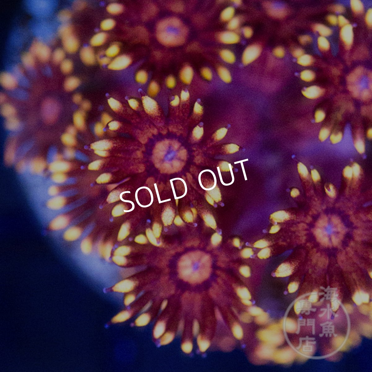 画像2: 【SALE】CE Goniopora inferno (2)