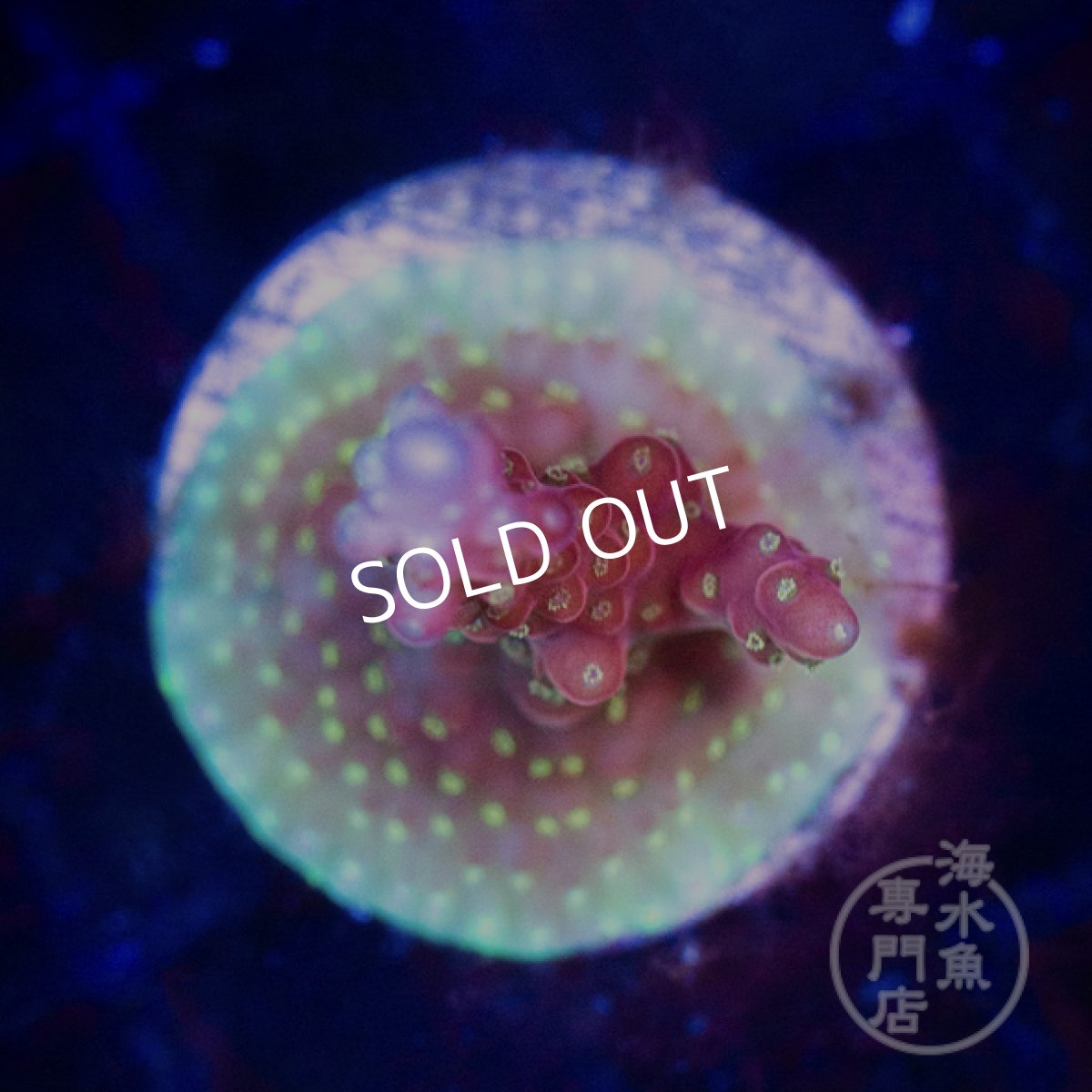 画像2: CE Acro Cherry Blossom No.2 (2)