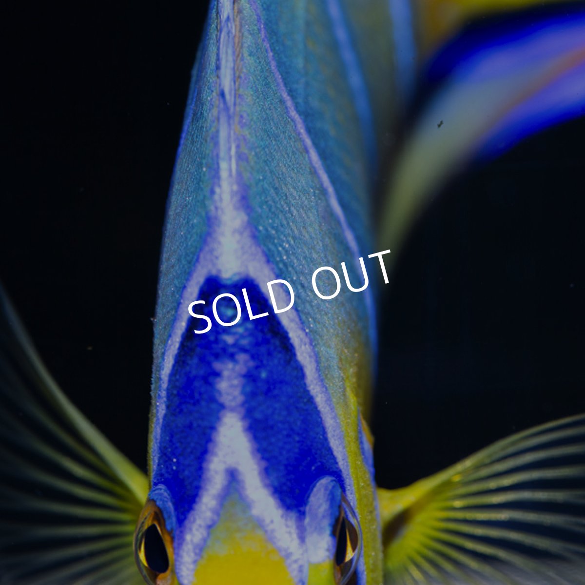 画像3: 【SALE】クイーンエンゼル MS (3)