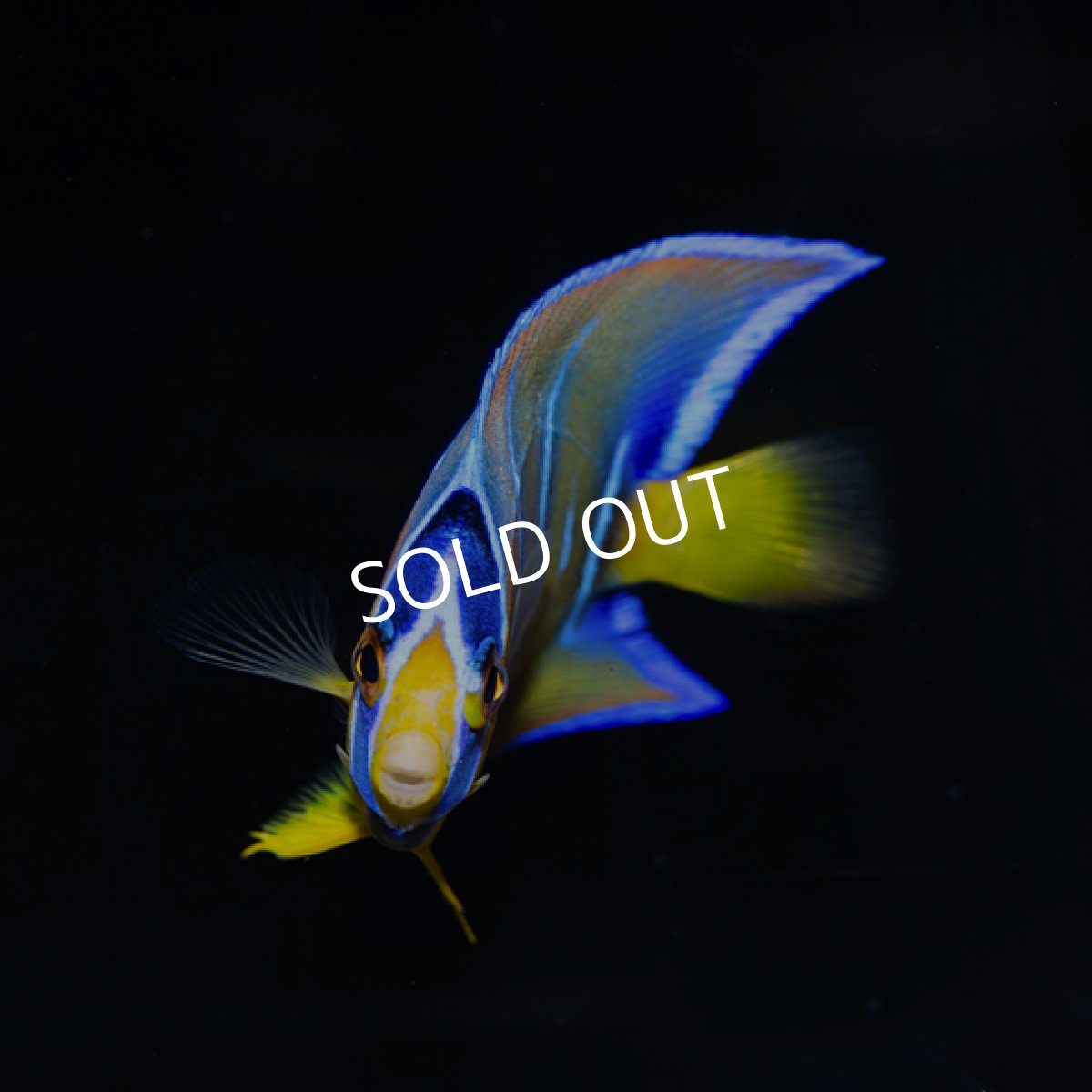 画像2: クイーンエンゼル SM (2)