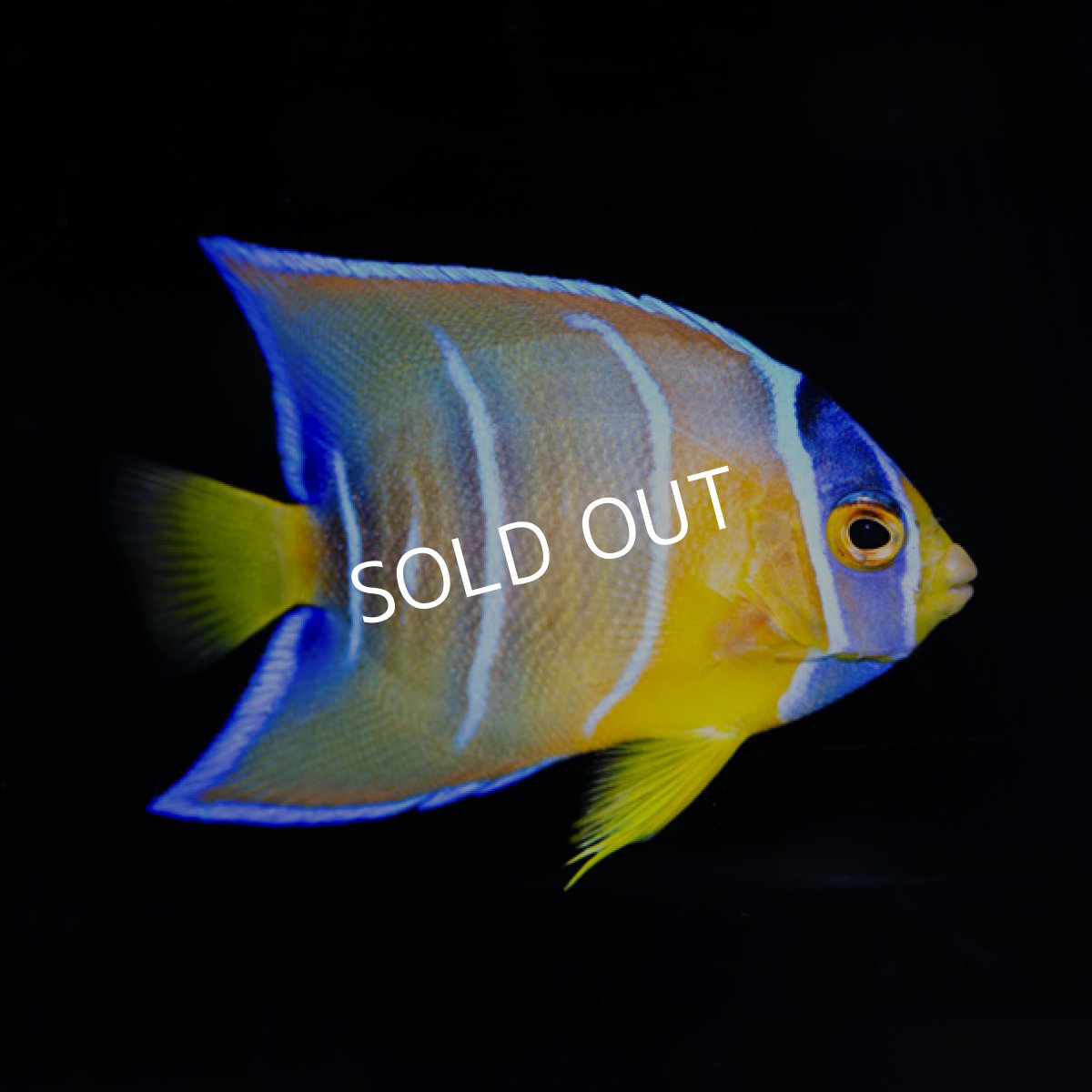 画像3: クイーンエンゼル SM (3)