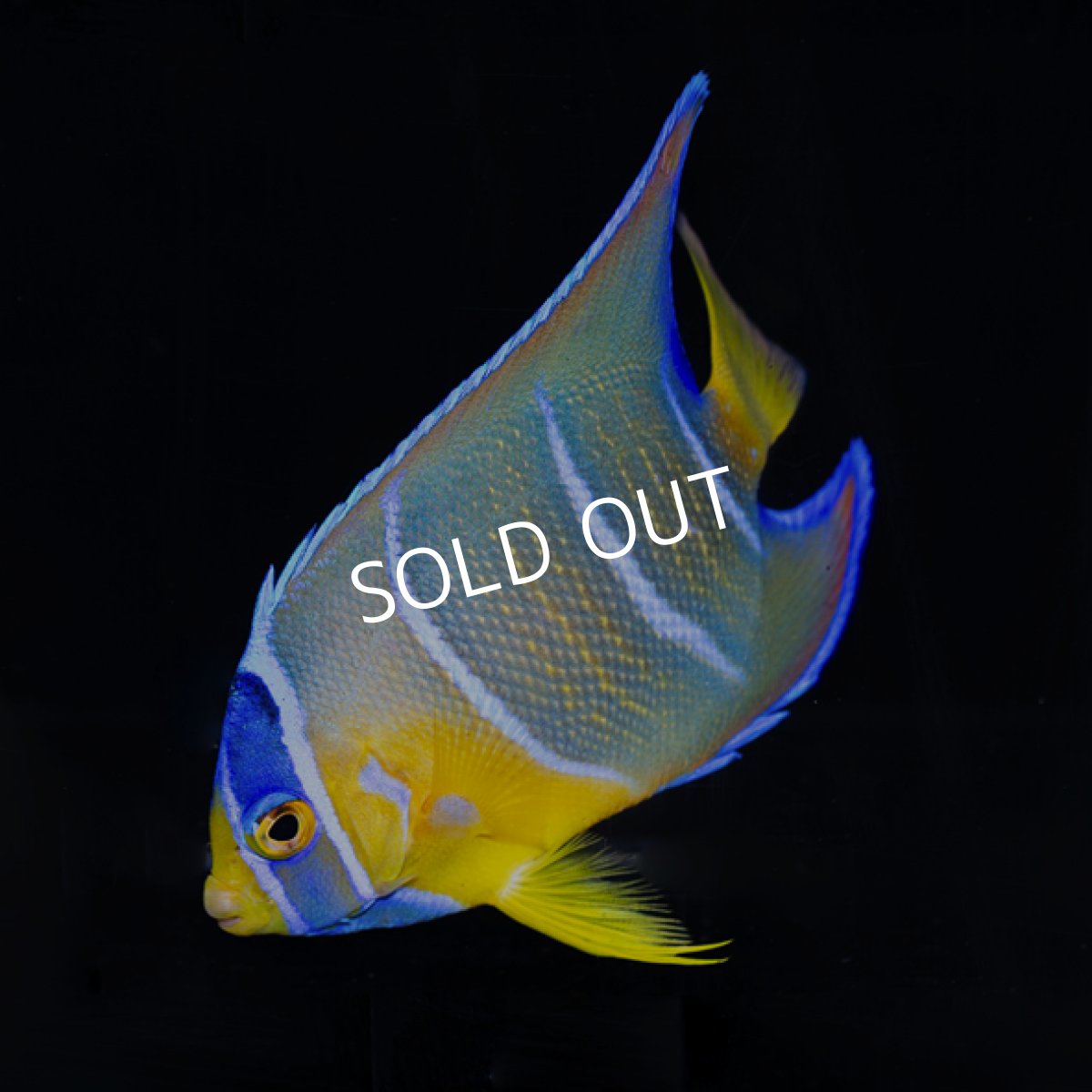 画像2: 【SALE】クイーンエンゼル MS (2)