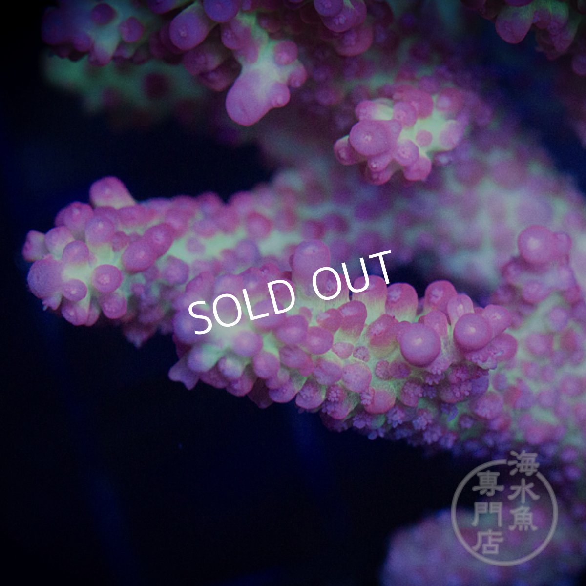 画像2: CF Acropora  SSC No.1 (2)