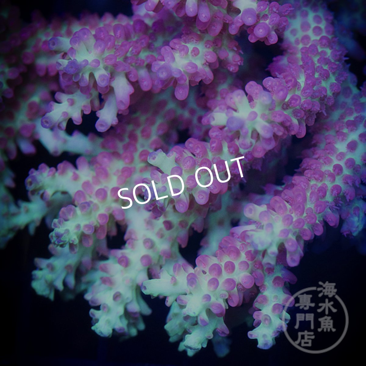 画像2: CF Acropora  SSC No.2 (2)