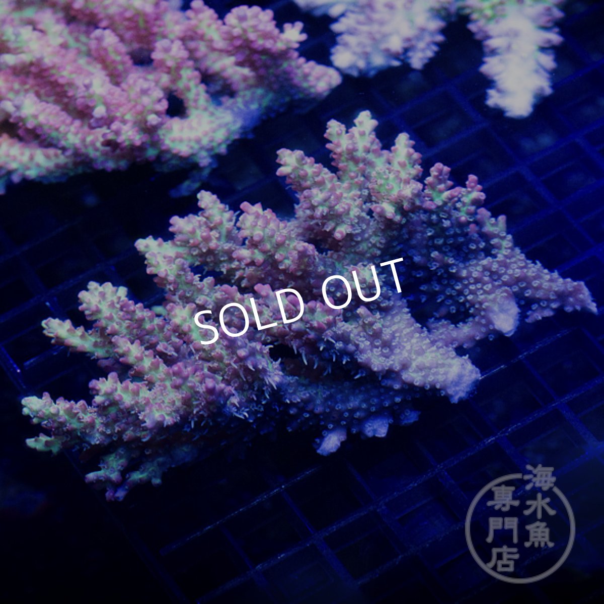 画像1: 【SALE】CF Acropora  SSC No.4 (1)