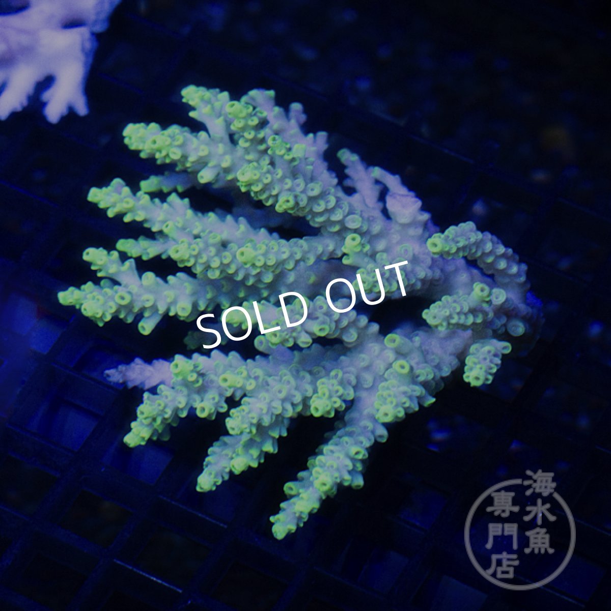 画像1: 【SALE】CF Acropora  sp. No.7 (1)