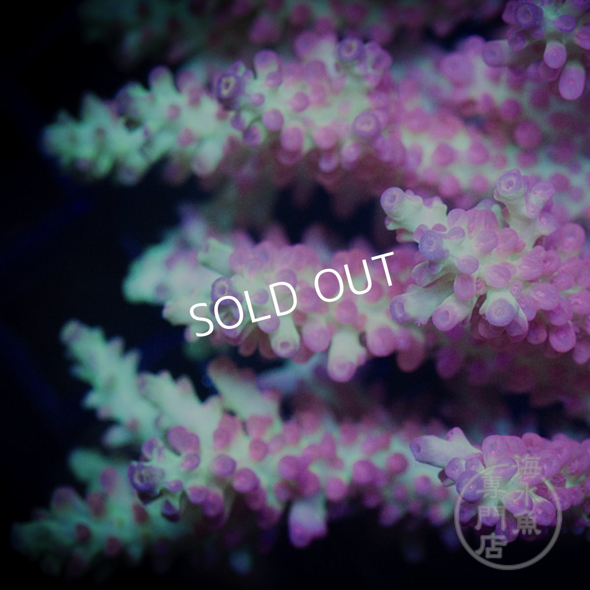 画像3: CF Acropora  SSC No.3 (3)