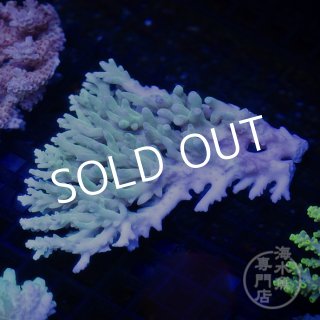 貝。サンゴ サンゴに関する記事一覧 | ページ 2 | 生麦海水魚センターネット
