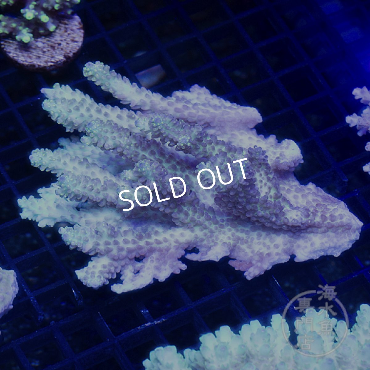 画像1: 【SALE】CF Acropora  sp. No.5 (1)