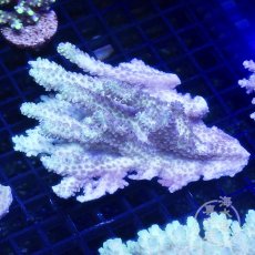 画像1: 【SALE】CF Acropora  sp. No.5 (1)