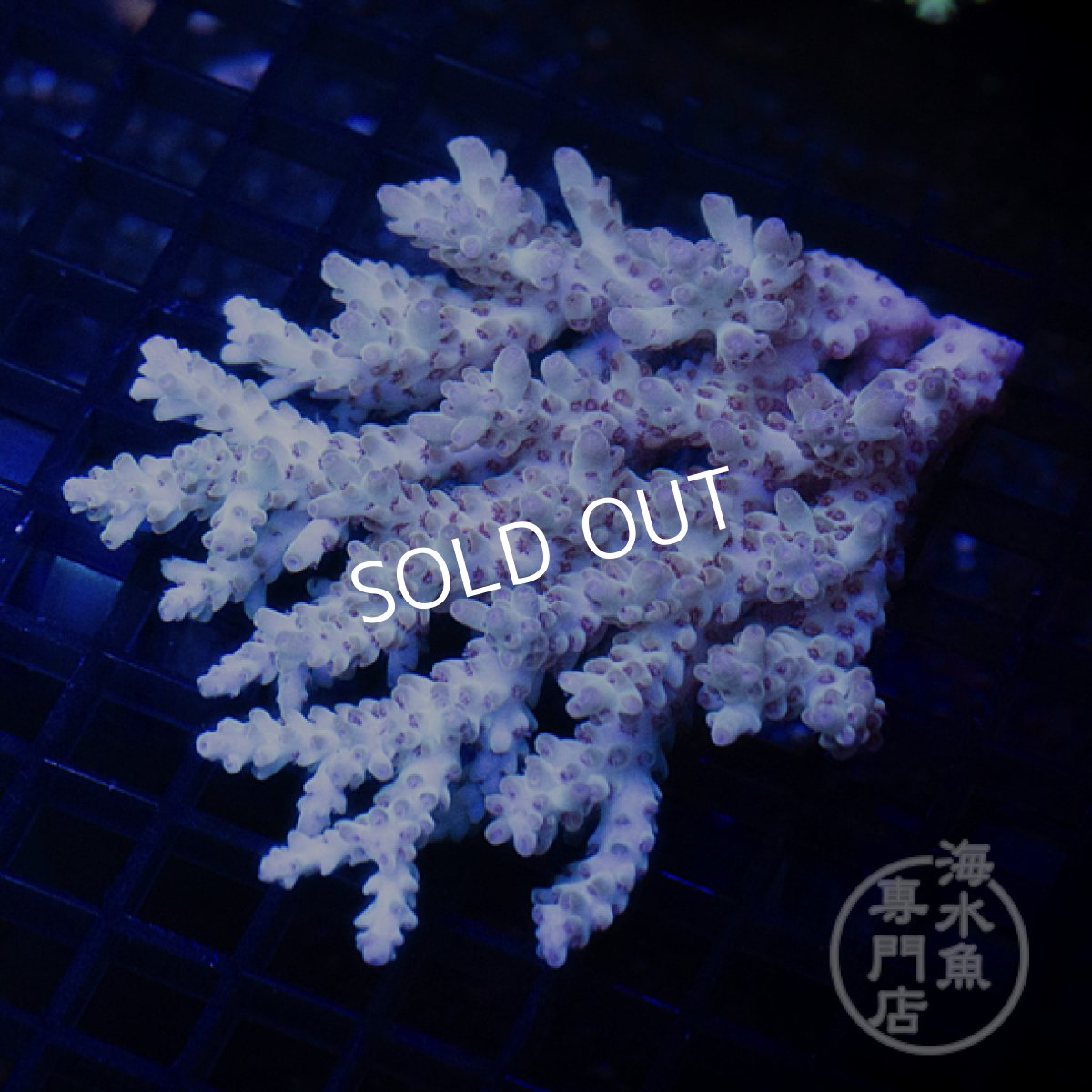 画像2: 【SALE】CF Acropora  sp. No.8 (2)