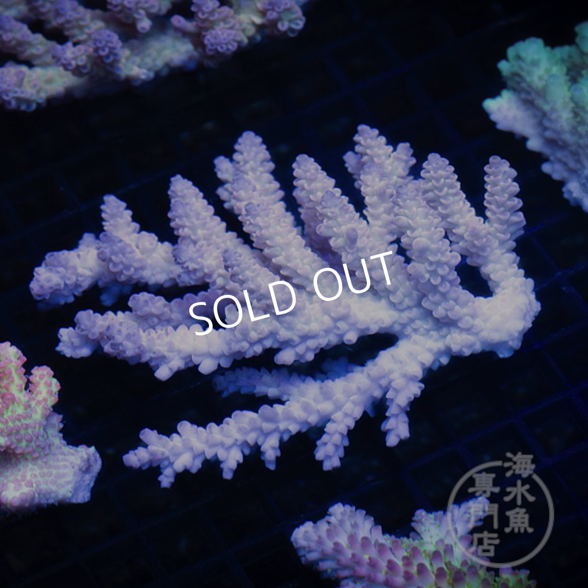 画像1: 【SALE】CF Acropora  sp. No.2 (1)