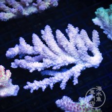 画像1: 【SALE】CF Acropora  sp. No.2 (1)