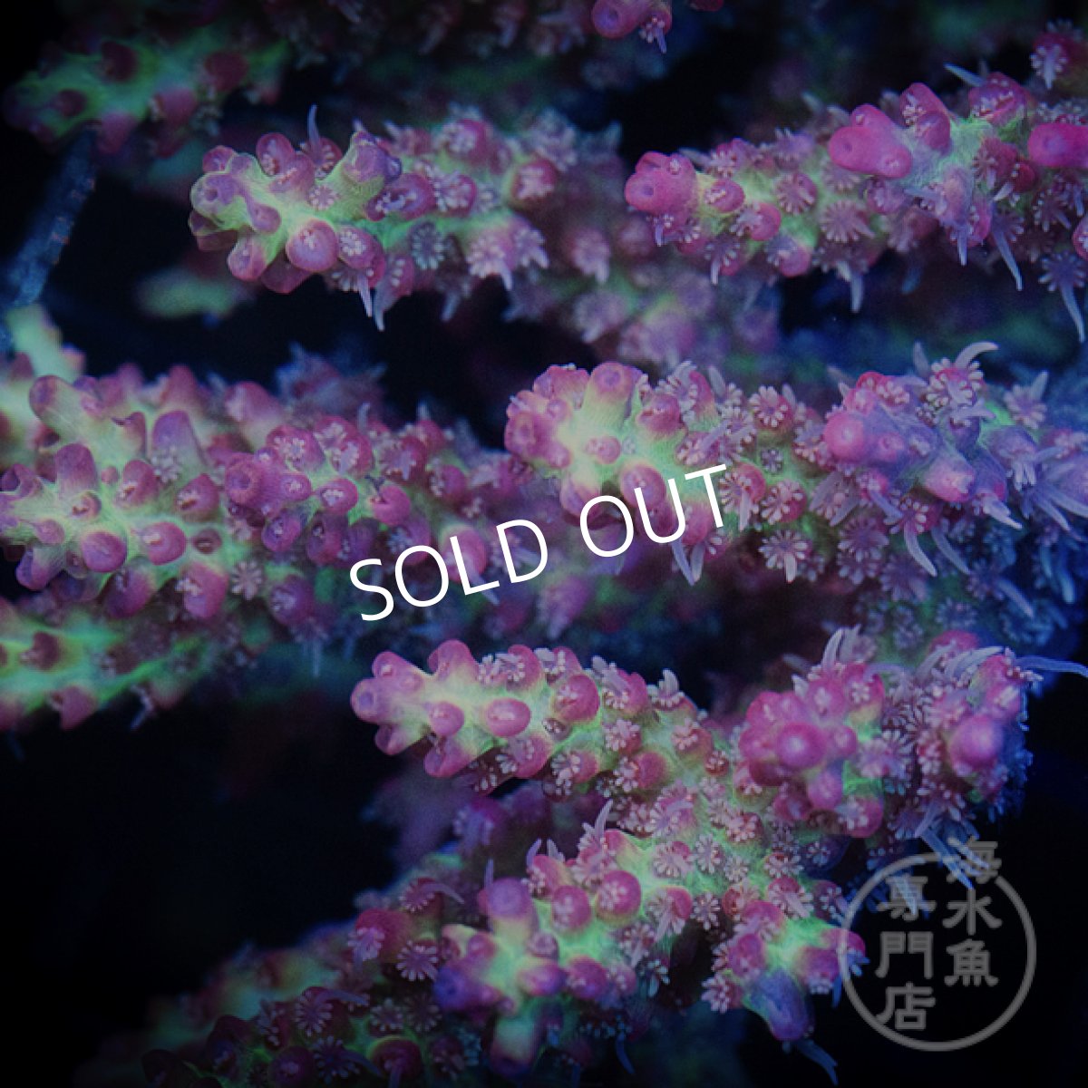 画像2: 【SALE】CF Acropora  SSC No.4 (2)
