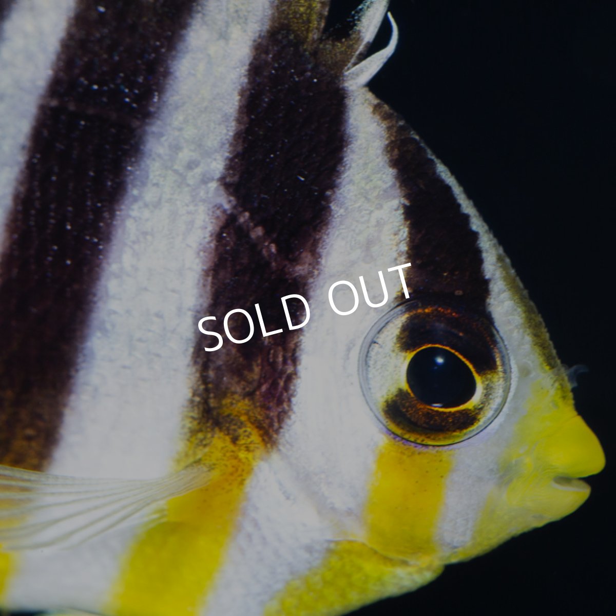 画像4: シマヤッコ 外産ブリード (4)