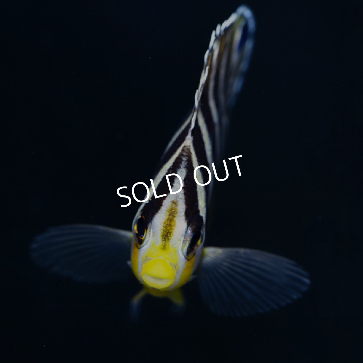 画像2: シマヤッコ 外産ブリード (2)