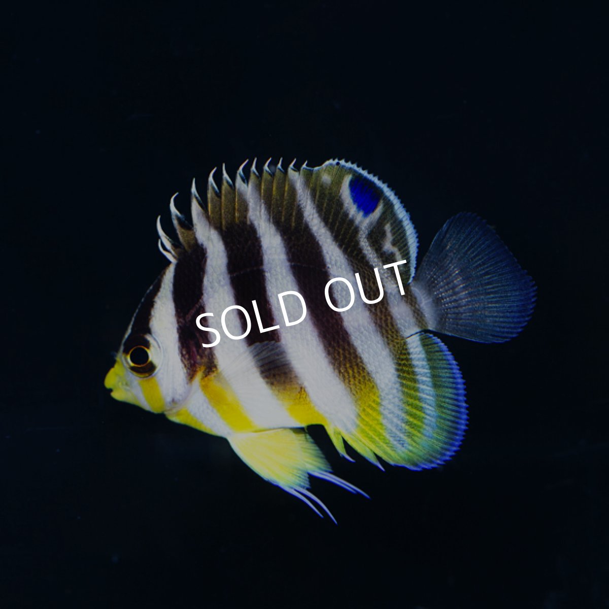 画像3: シマヤッコ 外産ブリード (3)