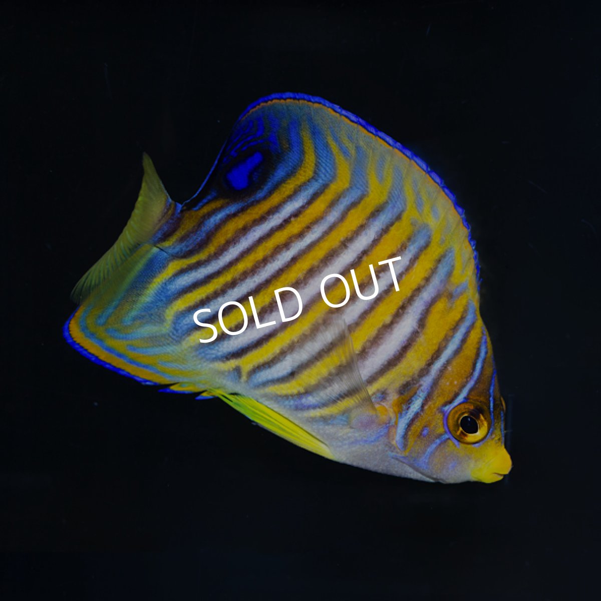 画像2: ニシキヤッコ No.1 八重山産  (2)