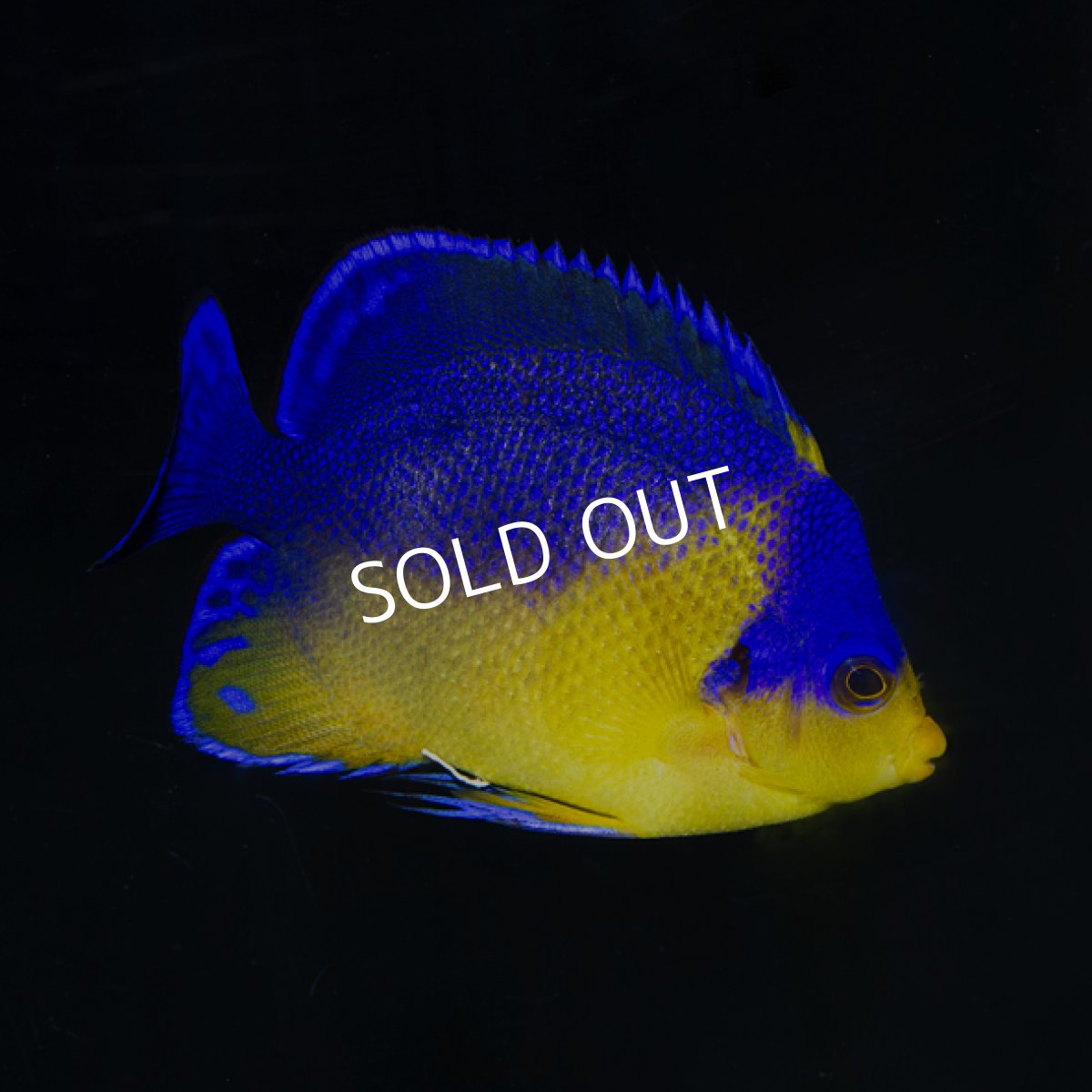 画像2: スミレヤッコ No.1 八重山産  (2)