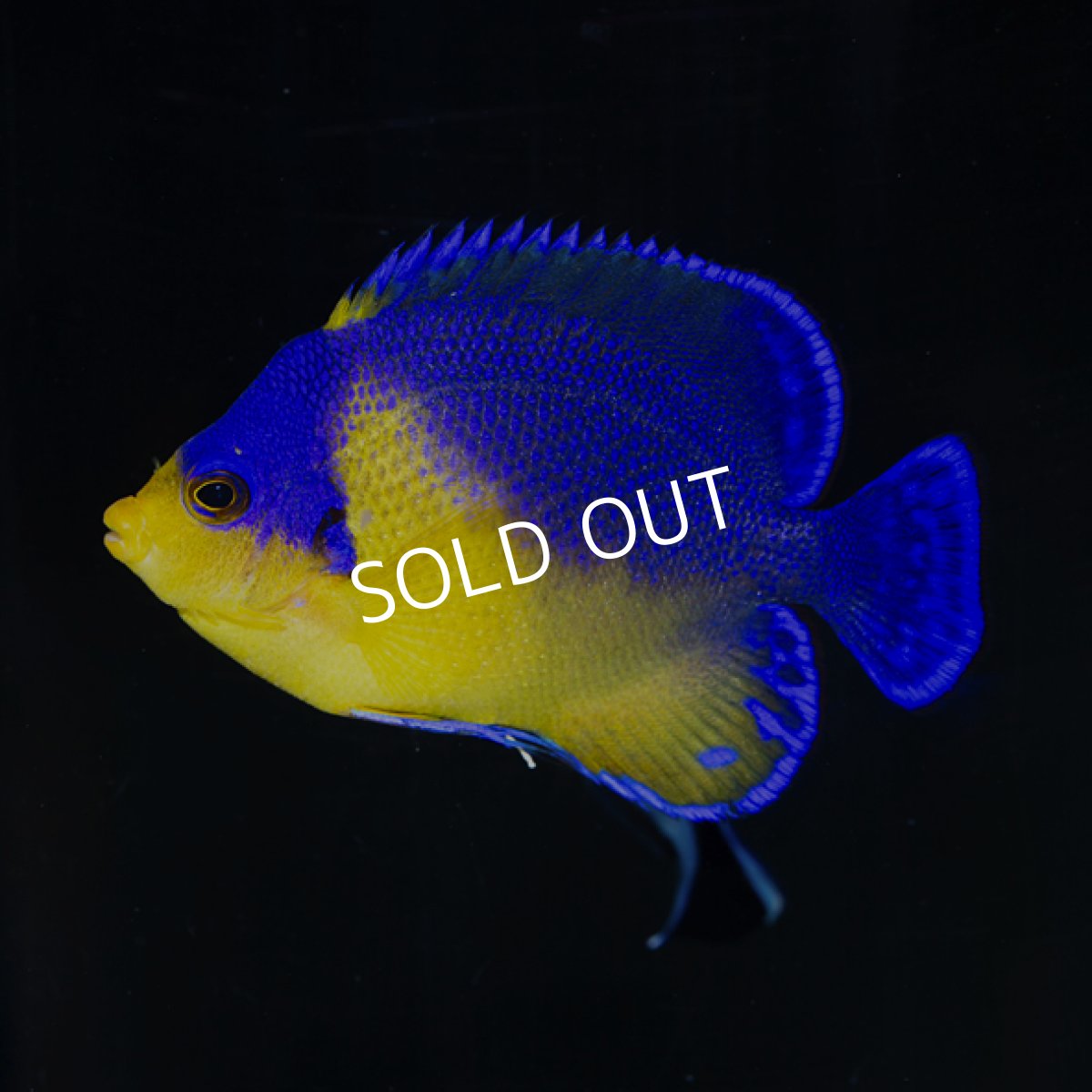 画像4: スミレヤッコ No.1 八重山産  (4)