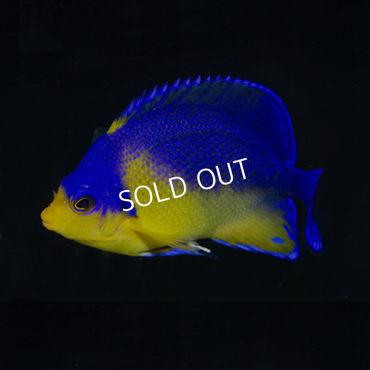 画像3: スミレヤッコ No.1 八重山産  (3)