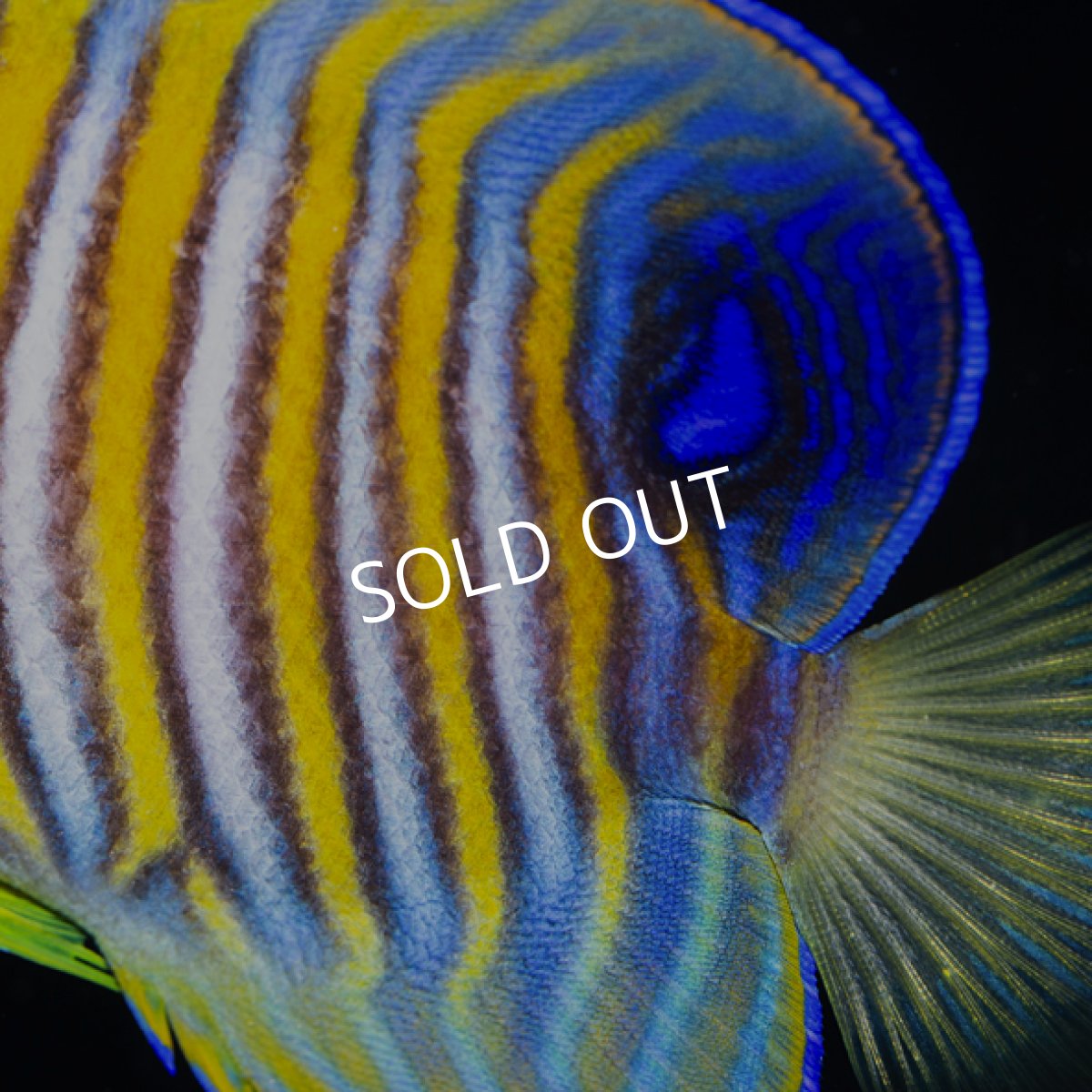 画像3: ニシキヤッコ No.1 八重山産  (3)