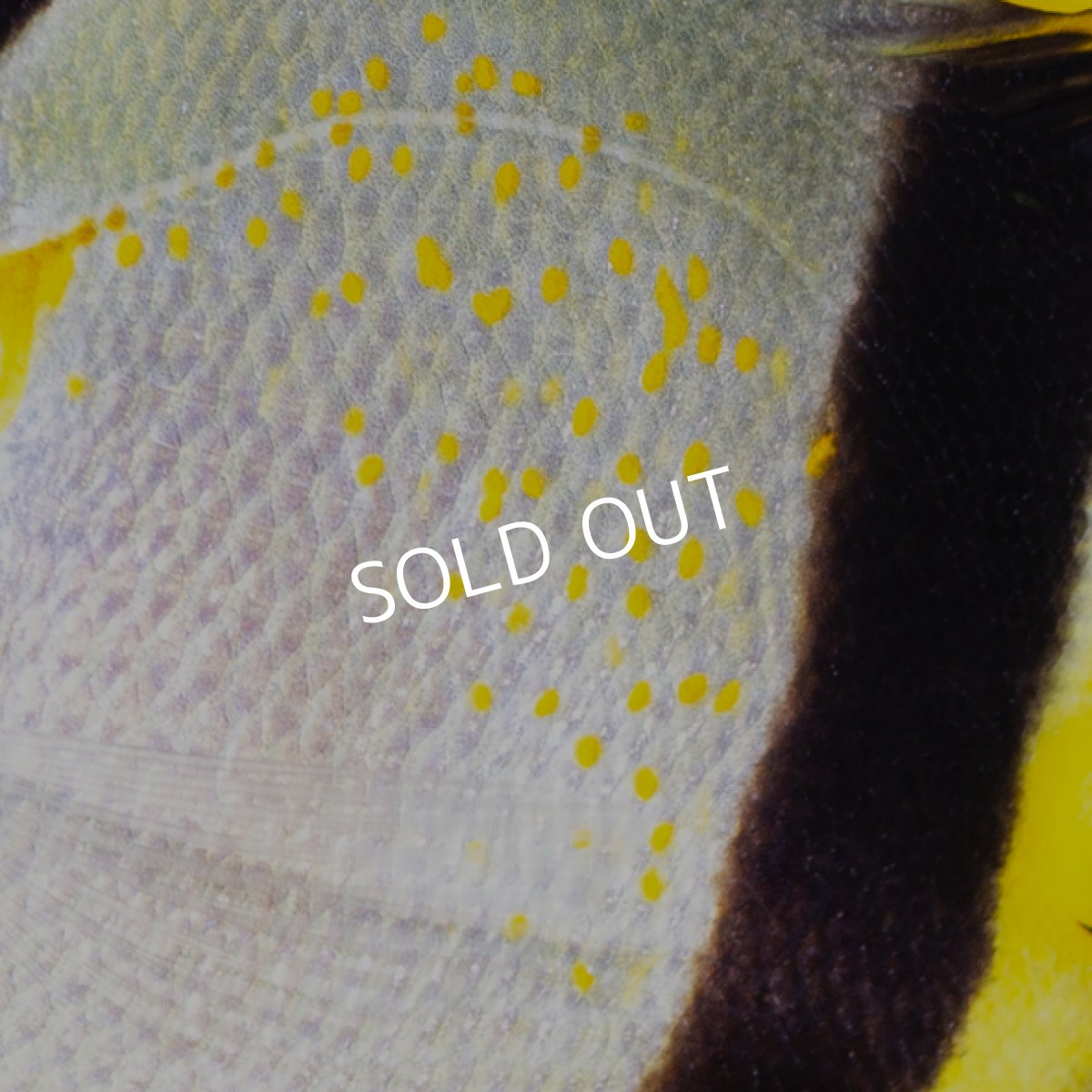 画像3: 【SALE】マルセラバタフライ (3)