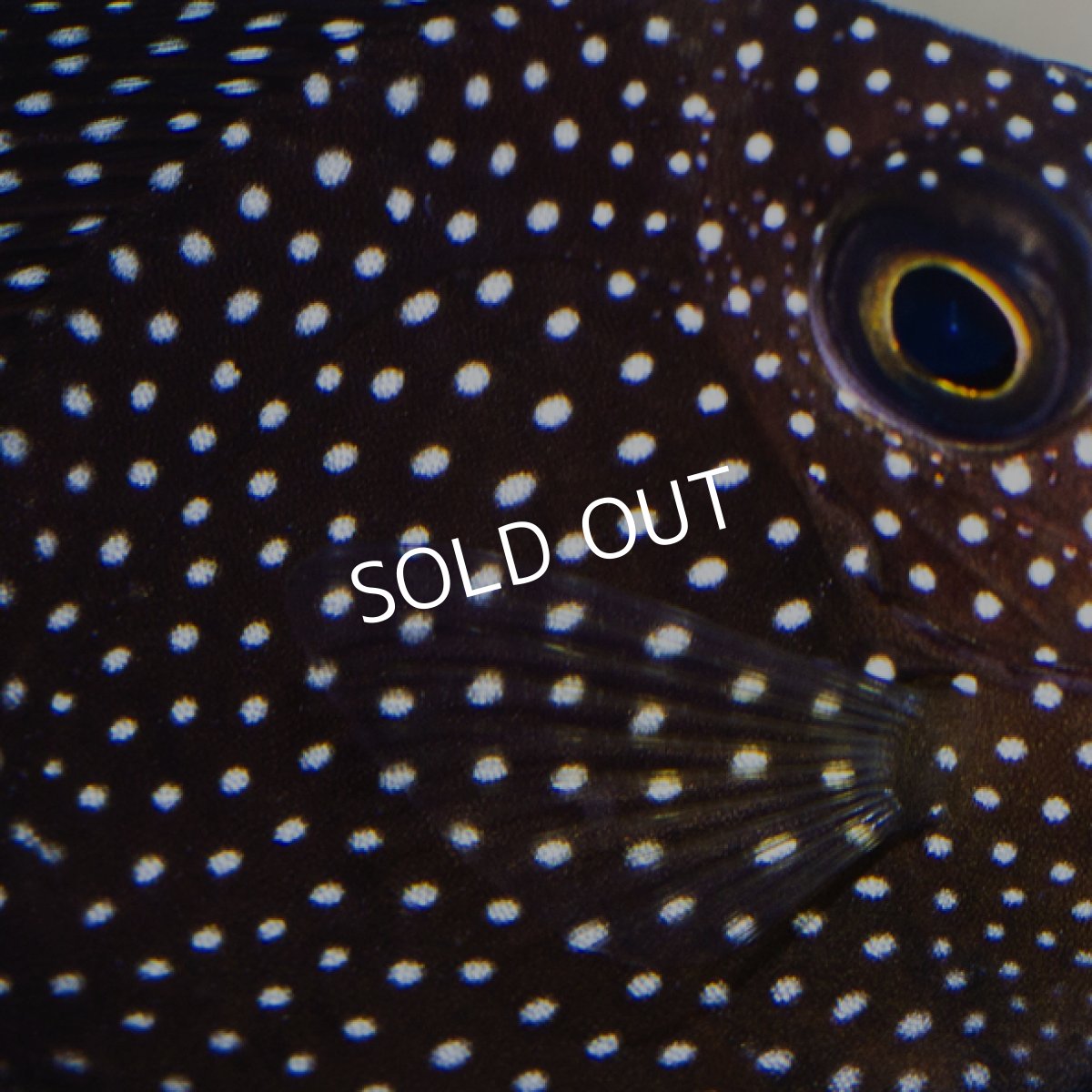 画像3: ジェムタン S (3)