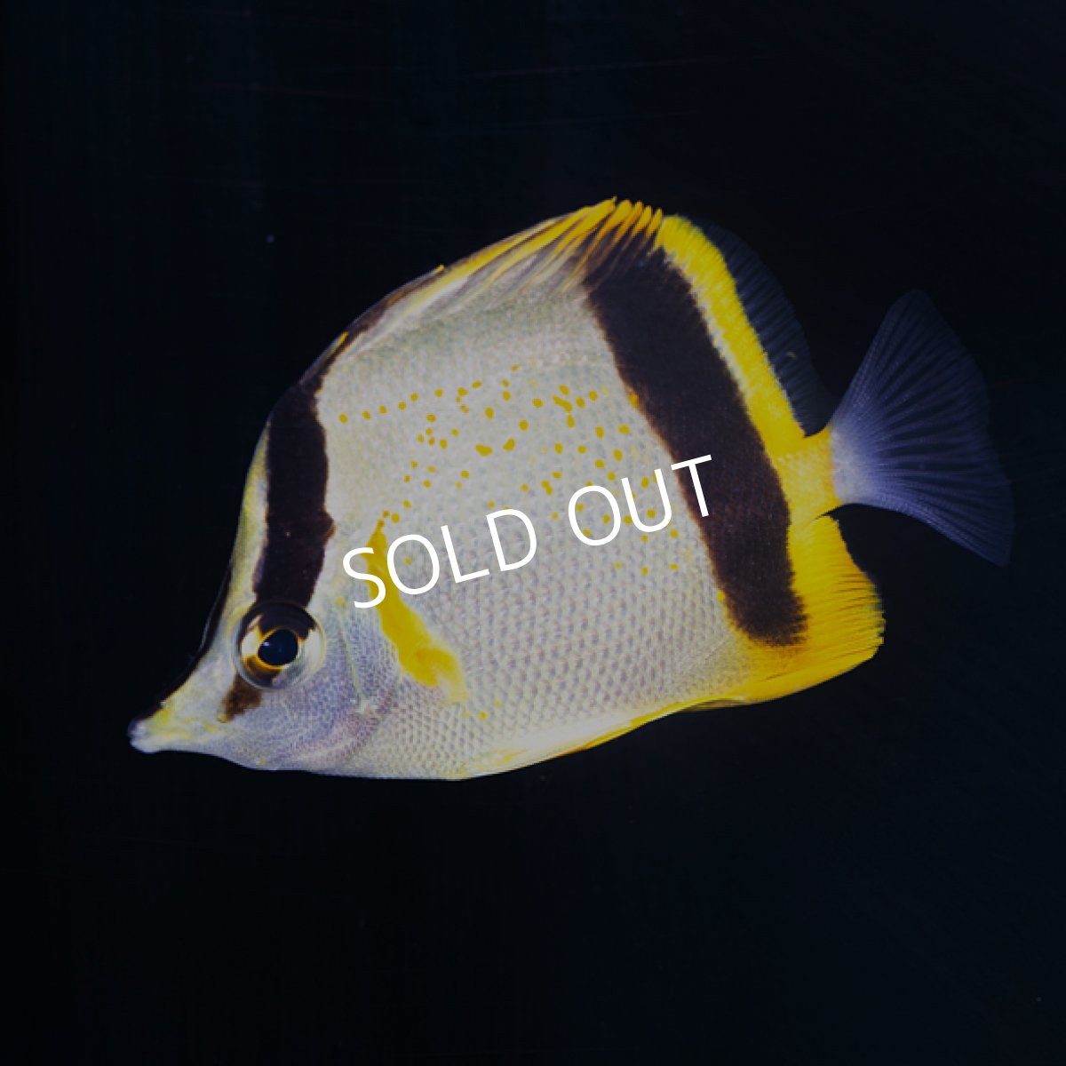 画像2: 【SALE】マルセラバタフライ (2)