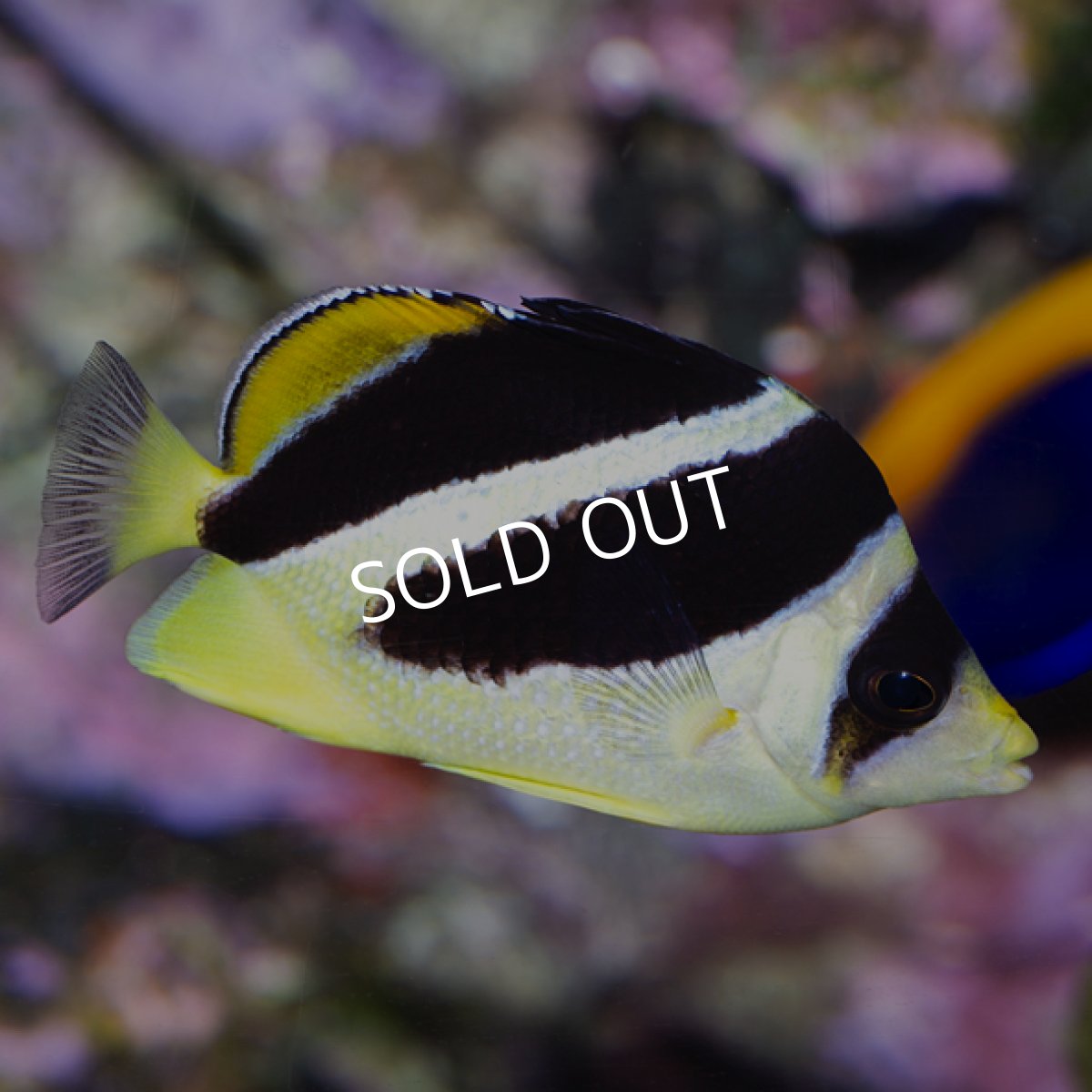 画像2: インディアンバタフライ (2)