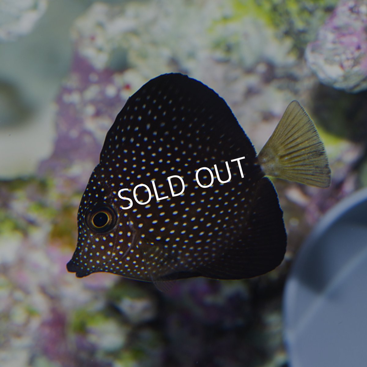 画像2: ジェムタン S (2)