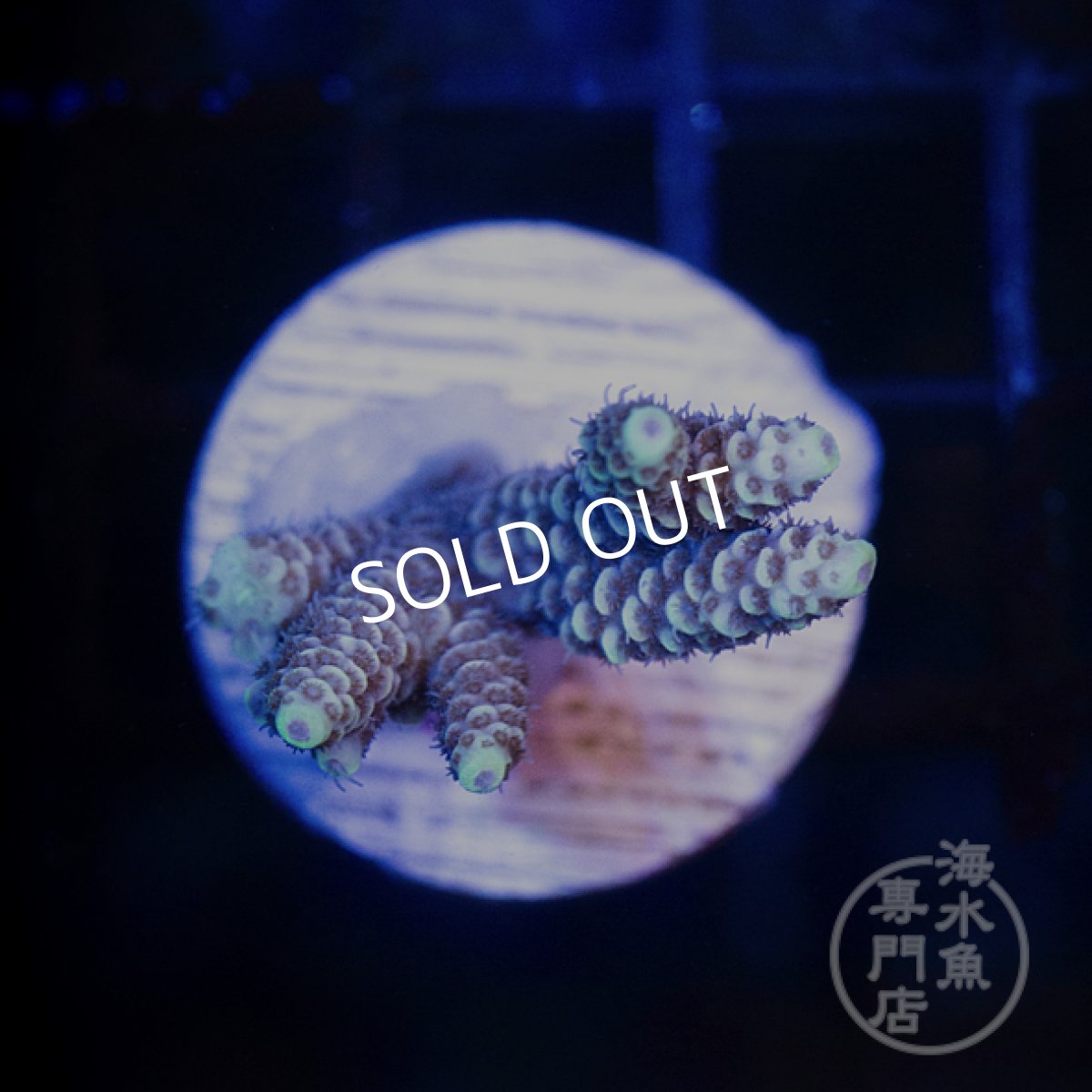 画像2: 【SALE】CE Acro Mille Purple/Blue No.2 (2)