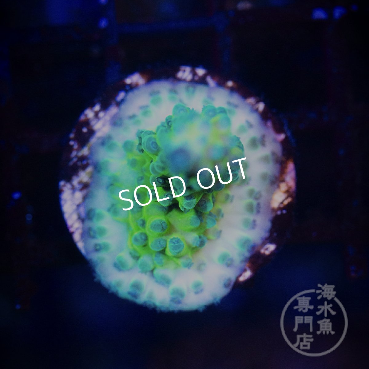 画像2: 【SALE】CE Acro Grape Vine Tort (2)