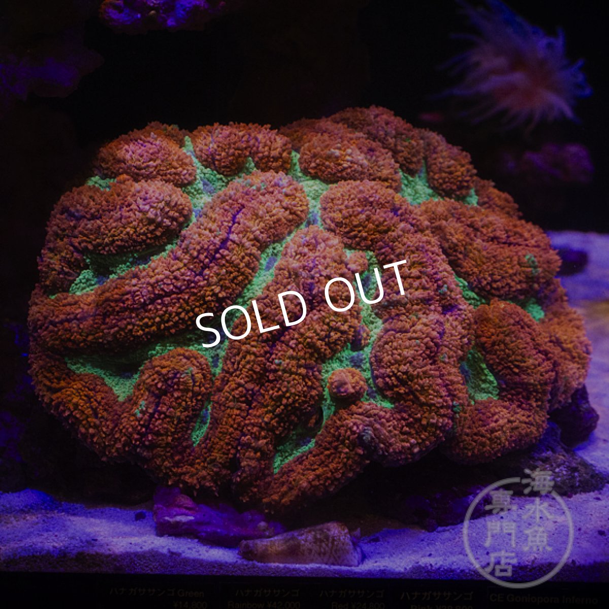 画像1: 【SALE】CF  ダイノウサンゴ Symphylia (1)