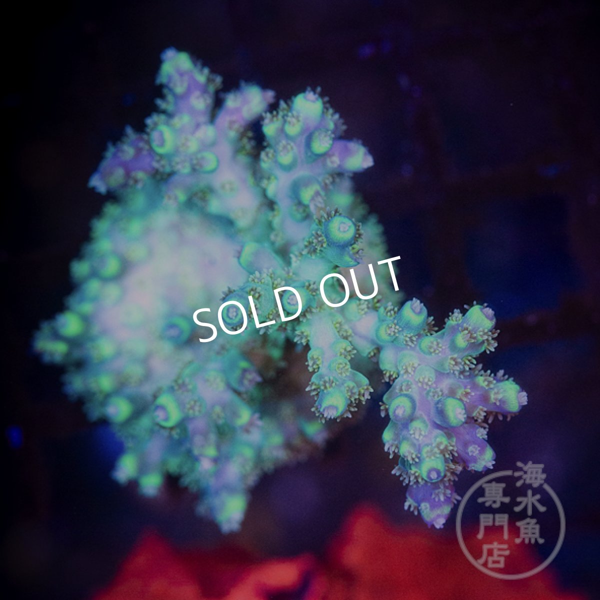 画像2: 【SALE】CE Acro Carduus (2)