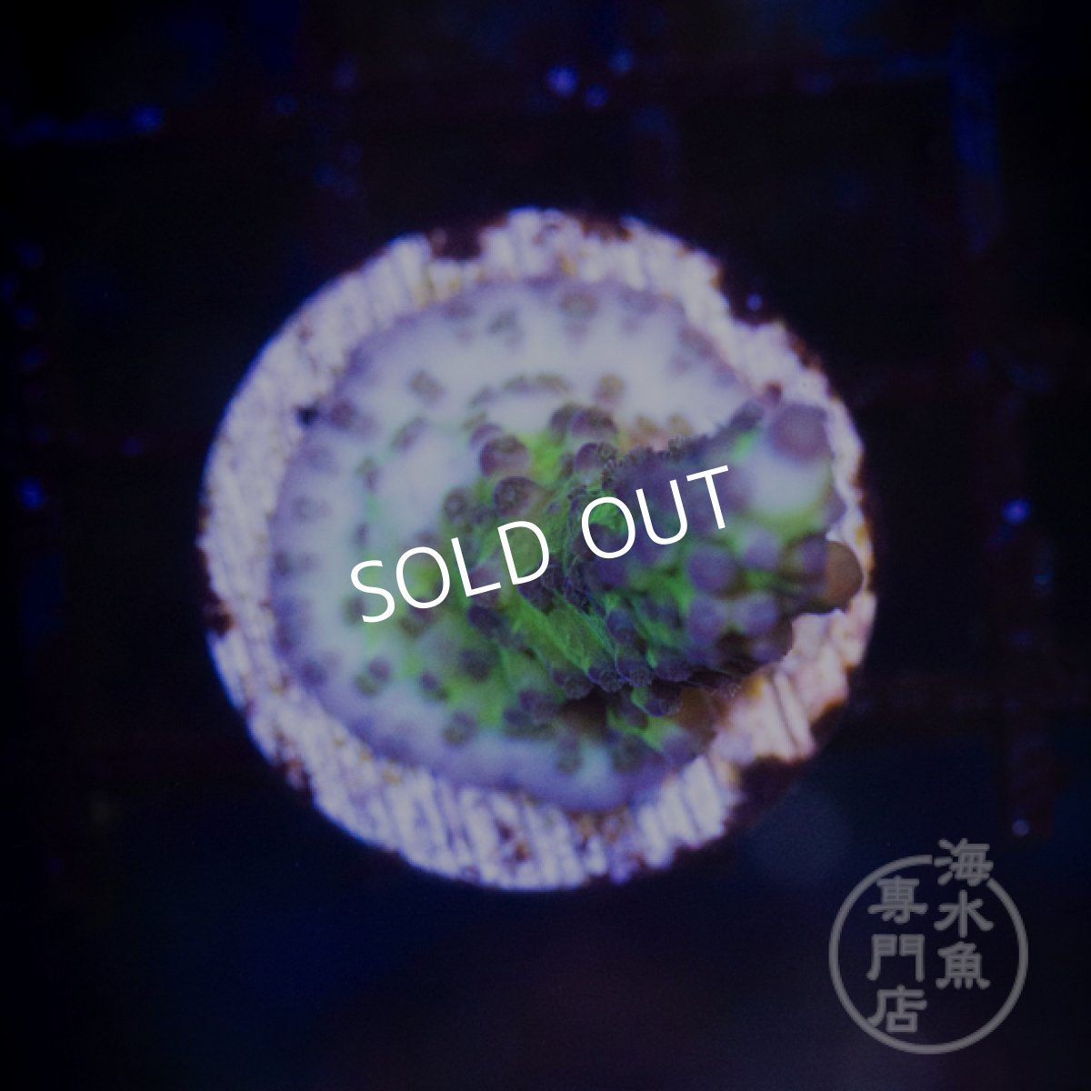 画像2: 【SALE】CE Acro Ice Tort No.2 (2)