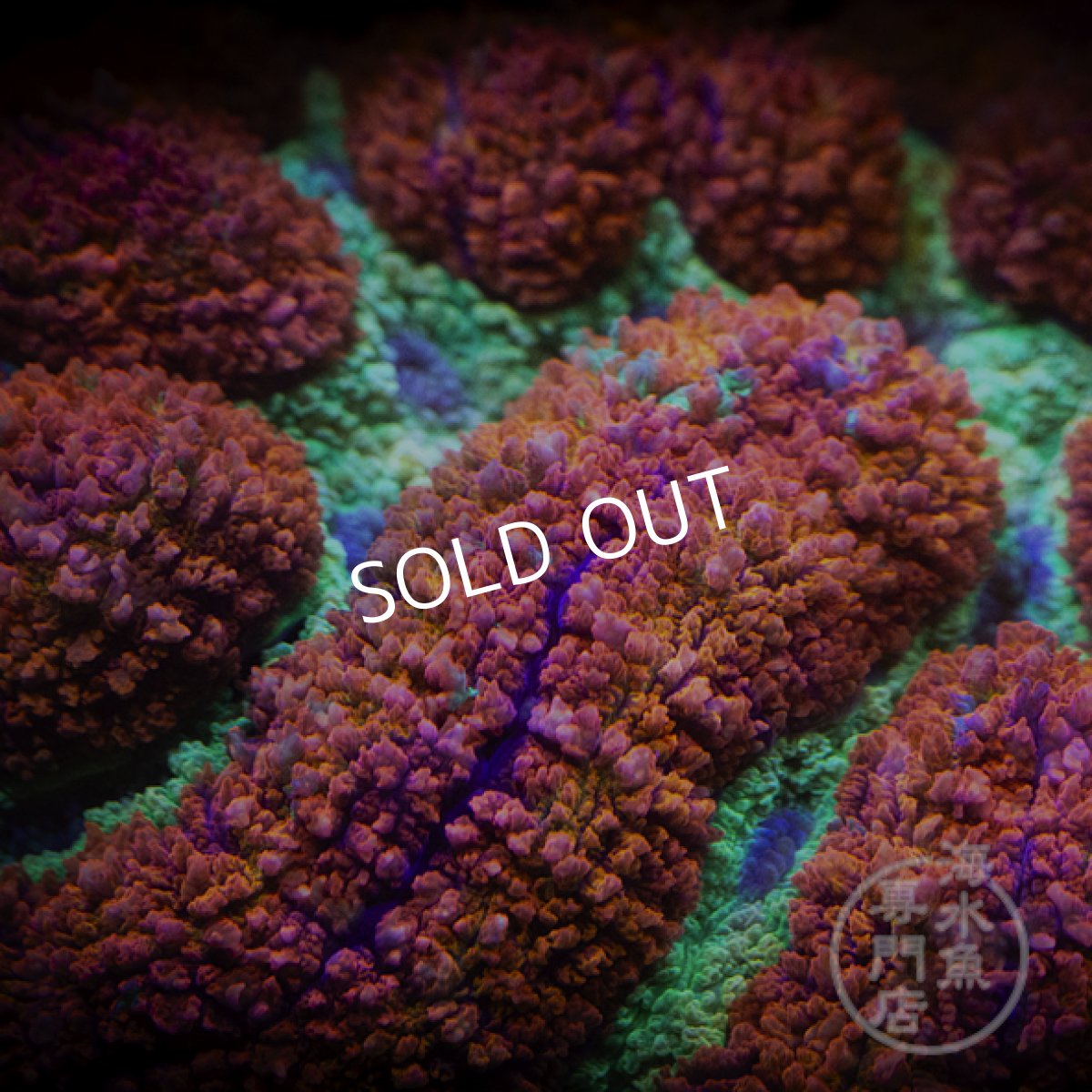 画像2: 【SALE】CF  ダイノウサンゴ Symphylia (2)