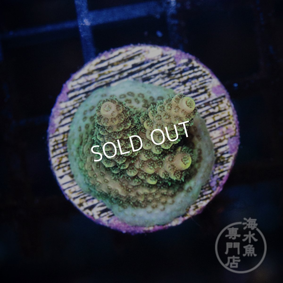 画像2: 【SALE】CE Acro Mille Green No.1 (2)