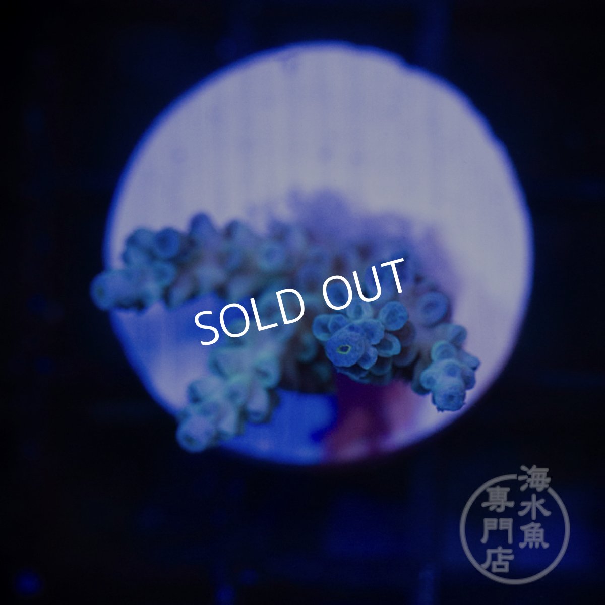 画像2: 【SALE】CE Tenuis Blue No.1 (2)