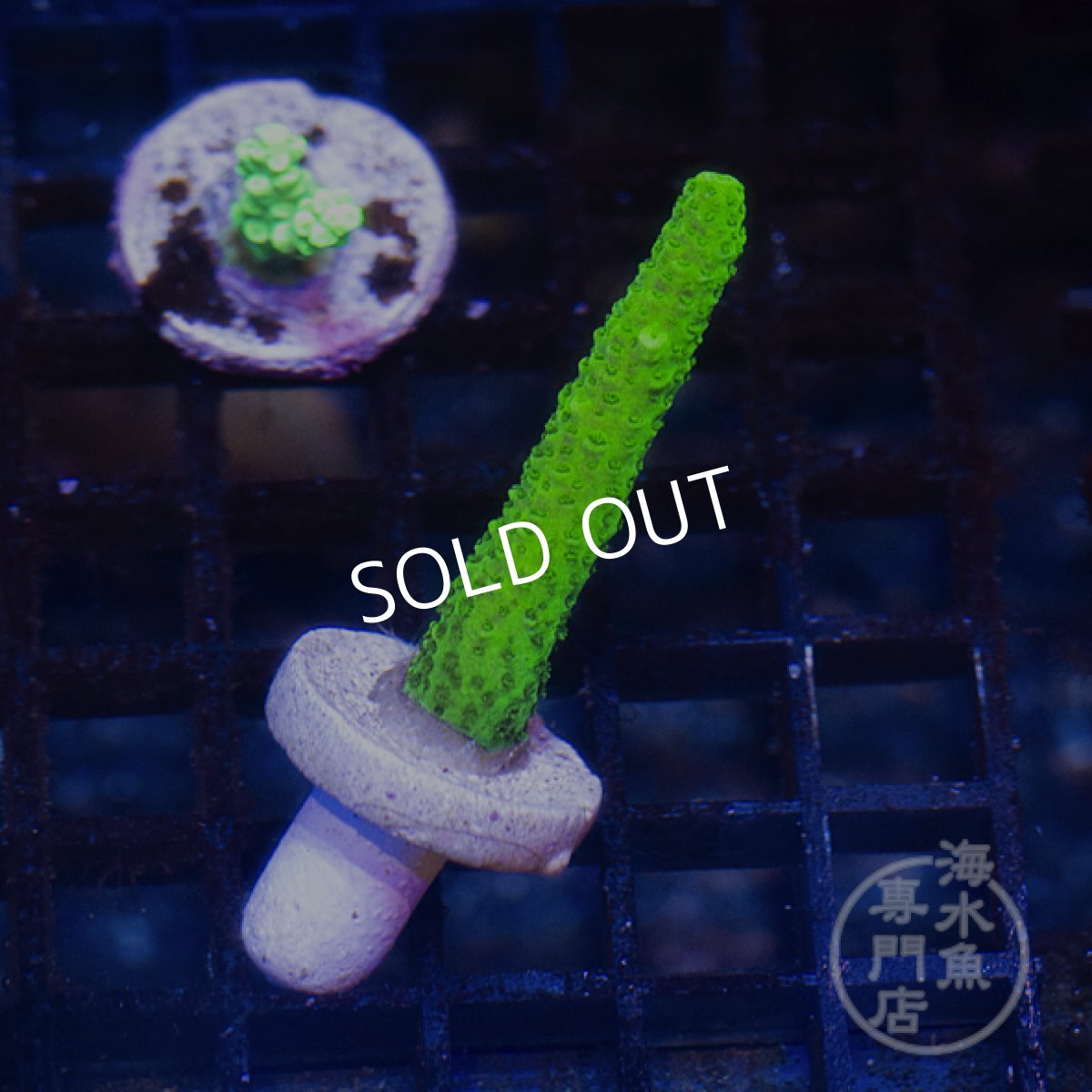 画像2: 【SALE】CE Acro Aspera Green (2)