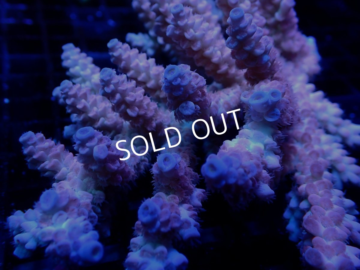 画像2: 【SALE】CF Acropora  sp. No.2 (2)