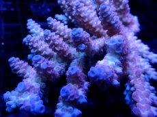 画像2: 【SALE】CF Acropora  sp. No.2 (2)