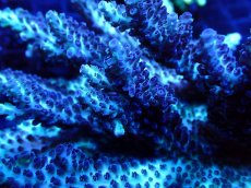 画像2: 【SALE】CF Acropora  sp. No.5 (2)