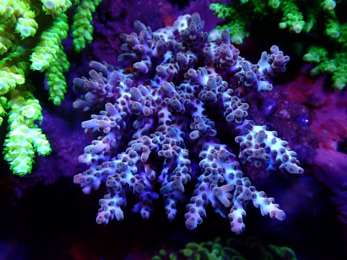 画像1: 【SALE】CF Acropora  sp. No.8 (1)